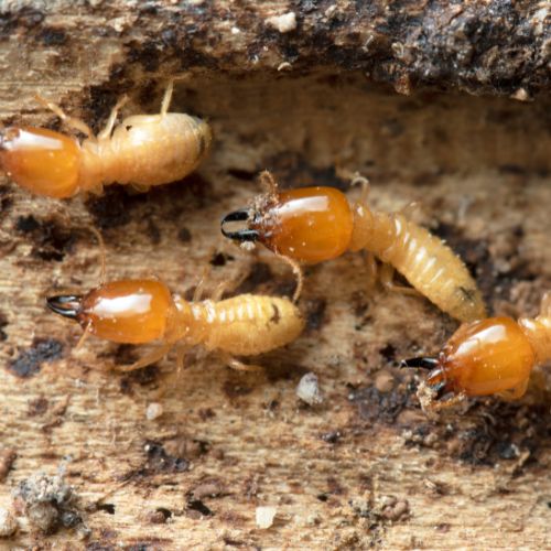 Termite Control in Fort Myers