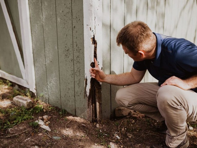 Termite Inspection