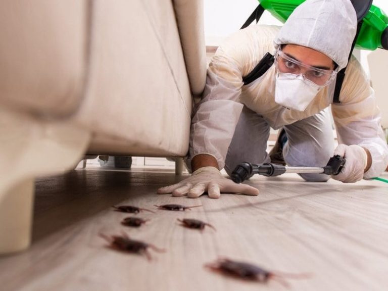 Termite Treatment