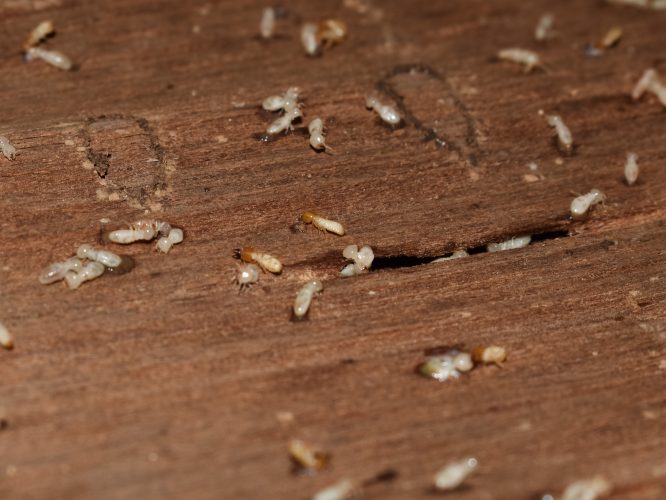 Termite Droppings