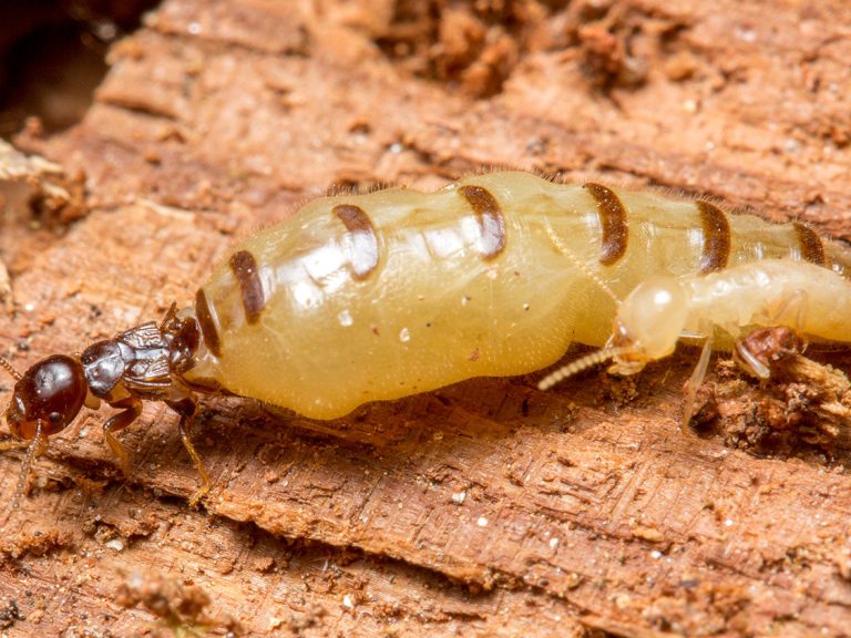 Termite Queen