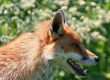 Fox Pest Control