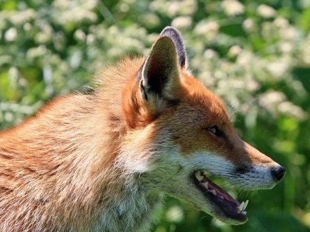 Fox Pest Control