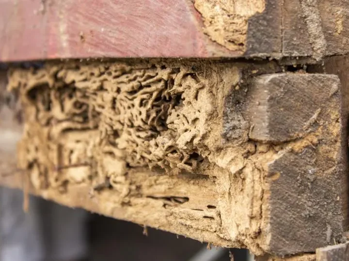 Termite Damage