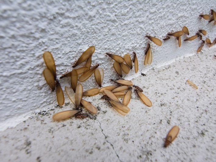 Termite Swarmers