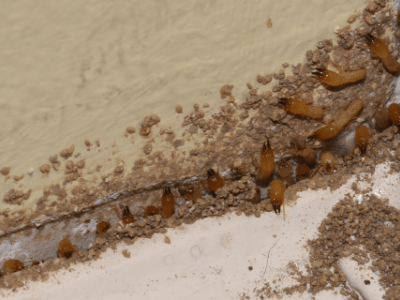Drywood Termites