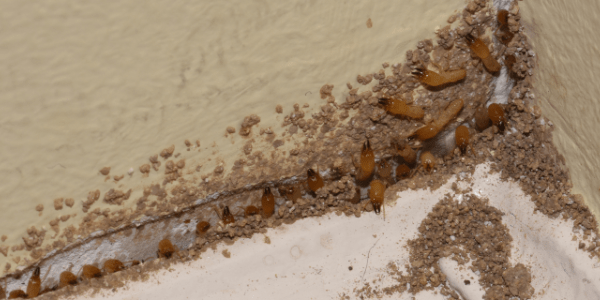 Drywood Termites Drywood Termites