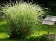 Ornamental Grass