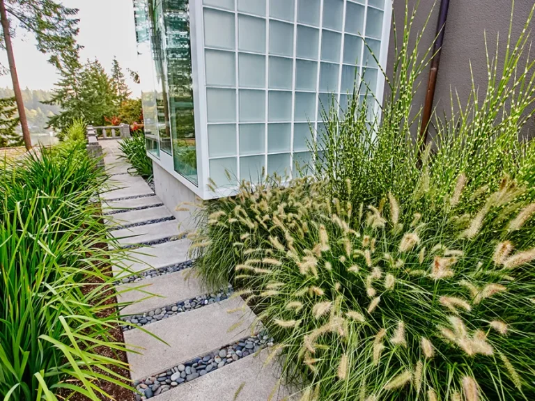 Ornamental Grasses