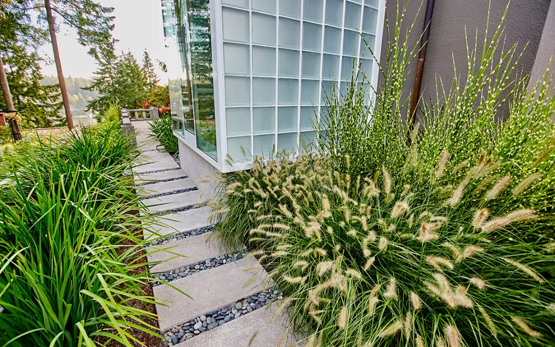 Ornamental Grasses Add Elegance to Your Garden Now