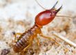 Termite Control