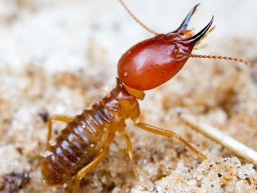 Termite Control