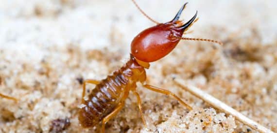 Termite Control Termite Control