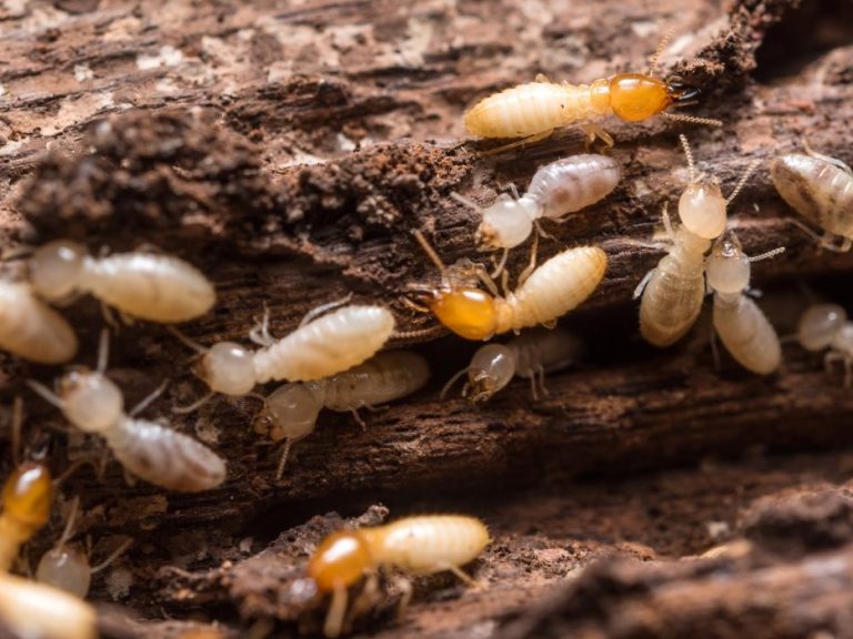 Termite Extermination