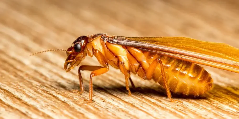 Winged termites Winged termites