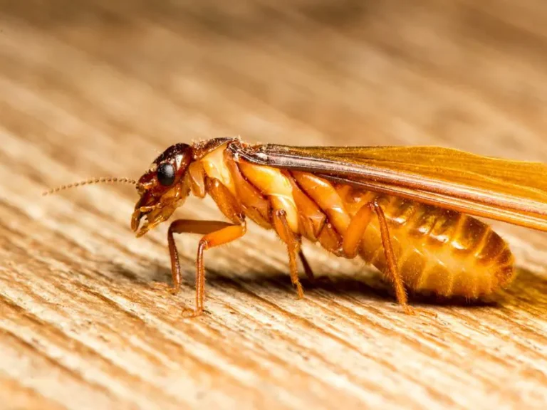 Winged termites