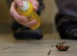 DIY Pest Control