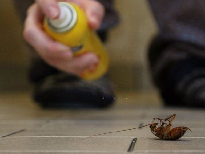 DIY Pest Control