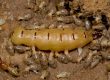 Queen Termite