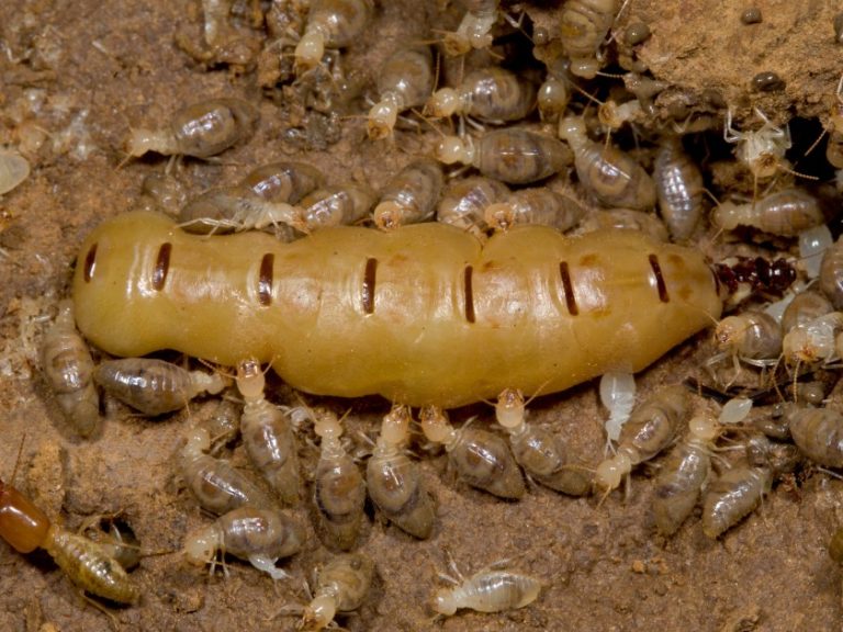 Queen Termite