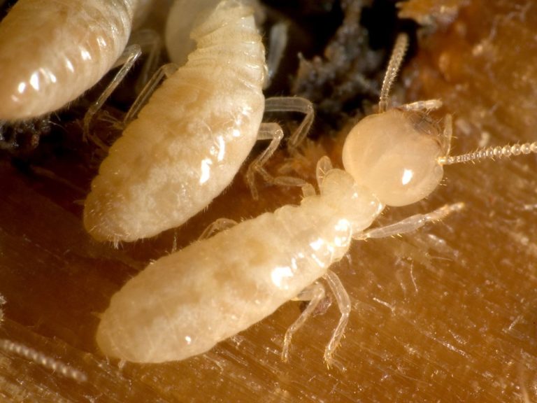 Termite Larvae