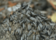 Termite Swarm