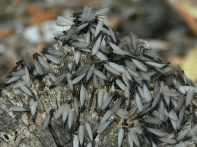 Termite Swarm