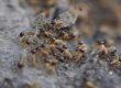 Cathedral Termite