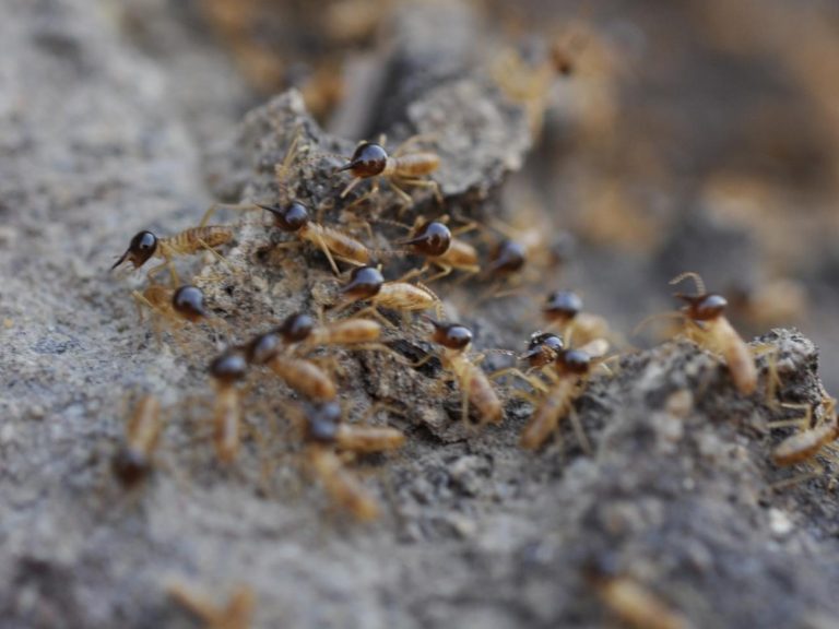 Cathedral Termite